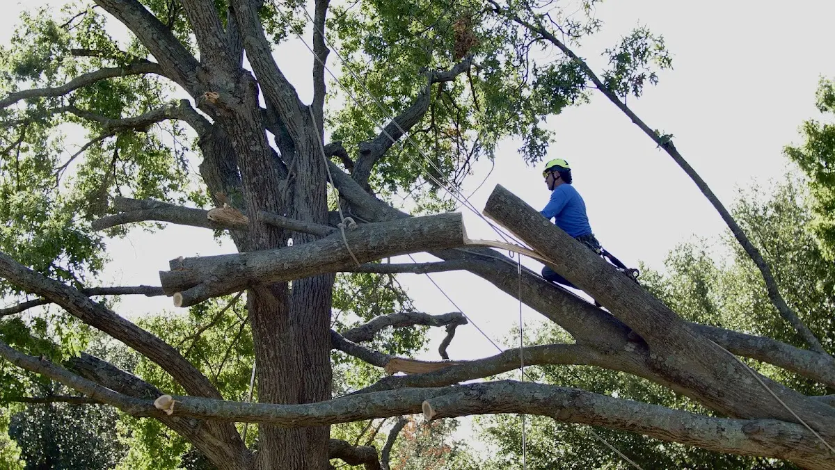 Professional Crown Thinning performed by certified arborists in Rincon